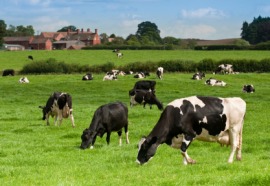 dairy cattle