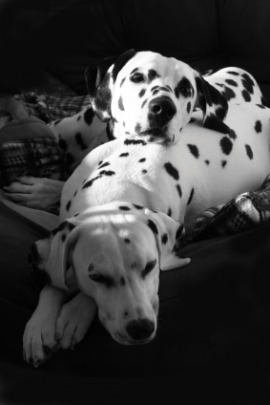 Dalmatian