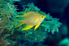 damselfish