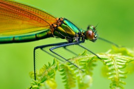 damselfly