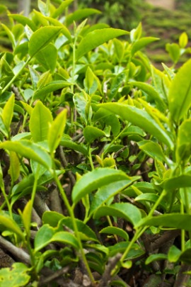 Darjeeling