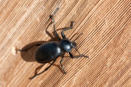 darkling beetle