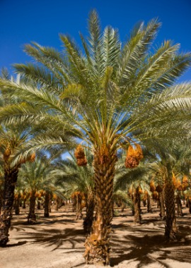 date palm