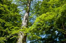 dawn redwood