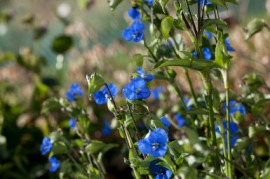 dayflower