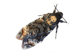 death's-head moth