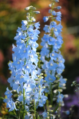 delphinium