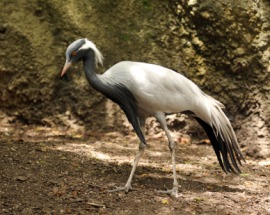 demoiselle crane