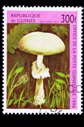 destroying angel