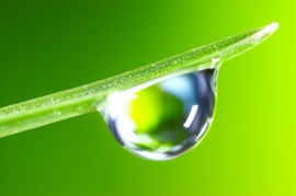 dewdrop