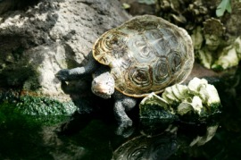 diamondback terrapin