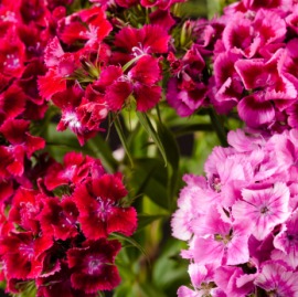 dianthus