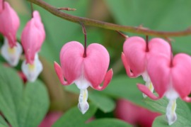 dicentra