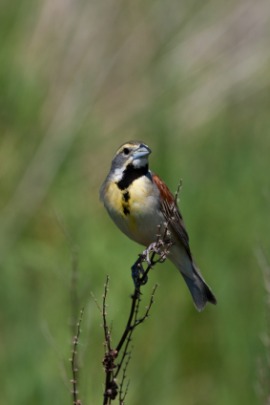 dickcissel