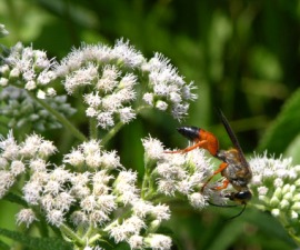 digger wasp