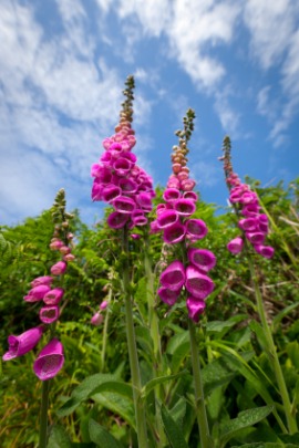 digitalis