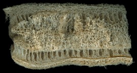 dishcloth gourd