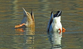 diving duck