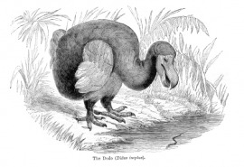 dodo