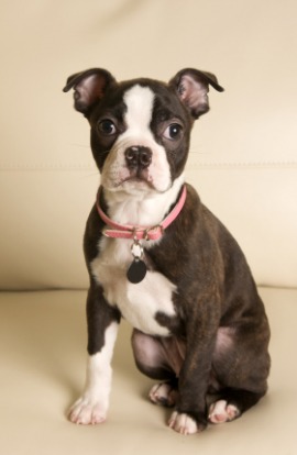 dog collar