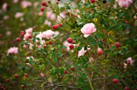 dog rose
