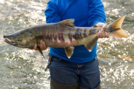 dog salmon