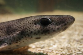 dogfish