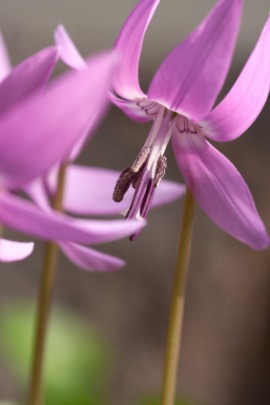 dogtooth violet