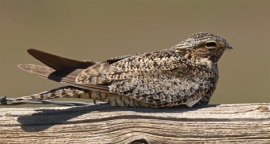 dorhawk