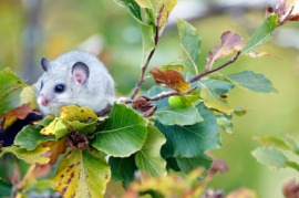 dormouse