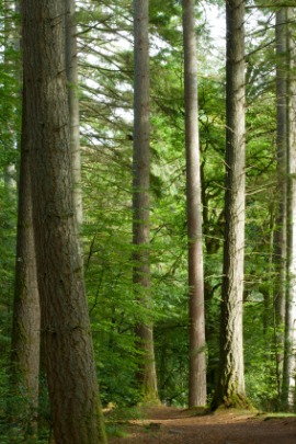 Douglas fir