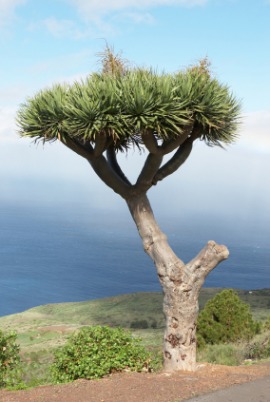 dracaena