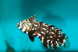 dragonet