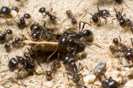 driver ant