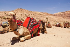 dromedary
