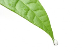 droplet