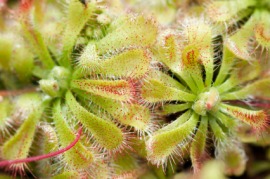 drosera