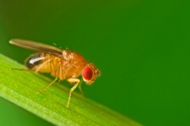 drosophila