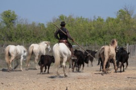 drover