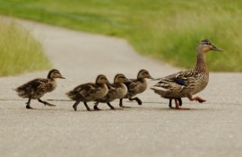 duckling