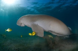 dugong