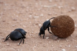 dung beetle