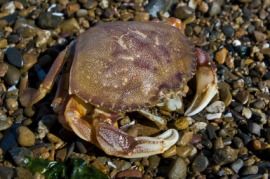 Dungeness crab