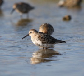 dunlin