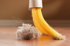 dust bunny