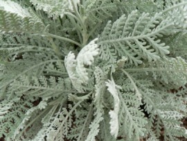 dusty miller