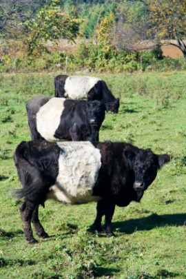 Dutch Belted