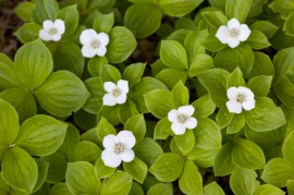 dwarf cornel