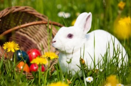 Easter Bunny