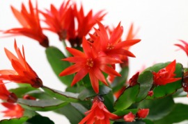 Easter cactus